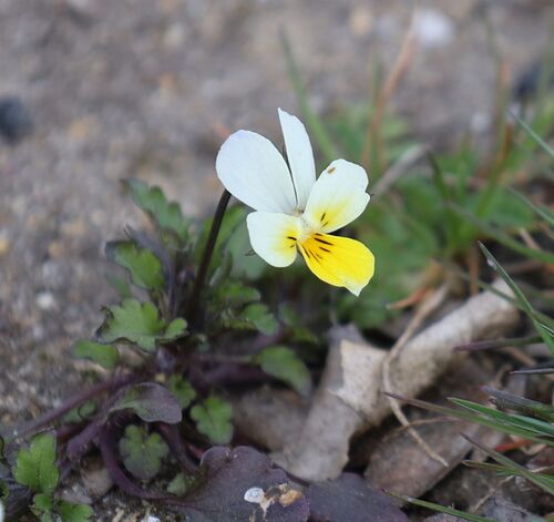 Viola arvensis iNat (1)