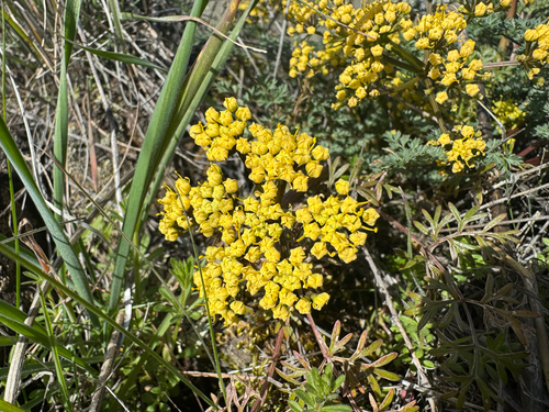 Lomatium salmoniflorum observed 2026-03-15
