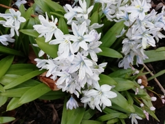 Scilla mischtschenkoana