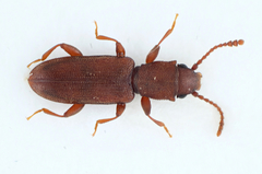 Silvanus unidentatus