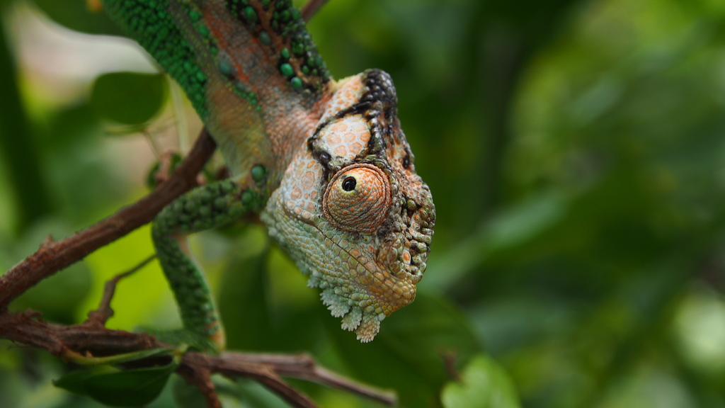 Knysna Dwarf Chameleon from steenbok nature reserve on March 17, 2016 ...