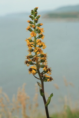 Ligularia fischeri