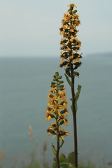 Ligularia fischeri