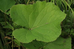 Ligularia fischeri