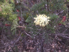 Petrophile divaricata