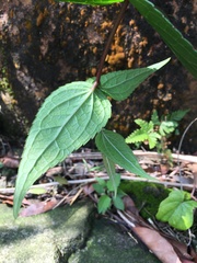 Eupatorium kiirunense