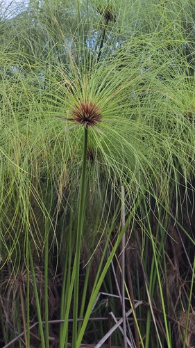 Papyrus Sedge (Cyperus papyrus)