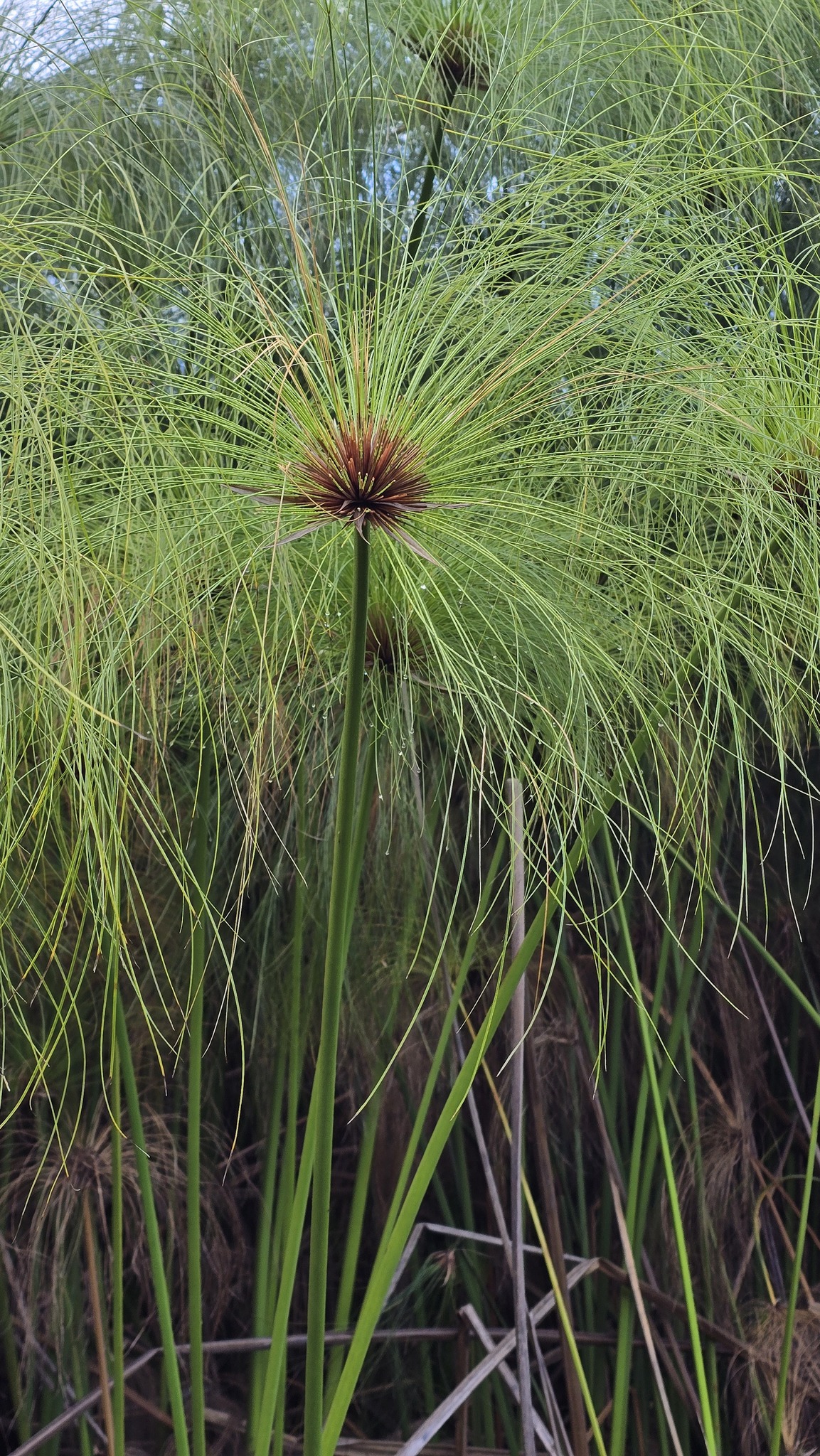 Papyrus Sedge (Cyperus papyrus)