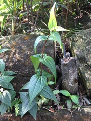 Eupatorium kiirunense