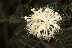 Petrophile divaricata