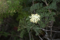 Petrophile divaricata