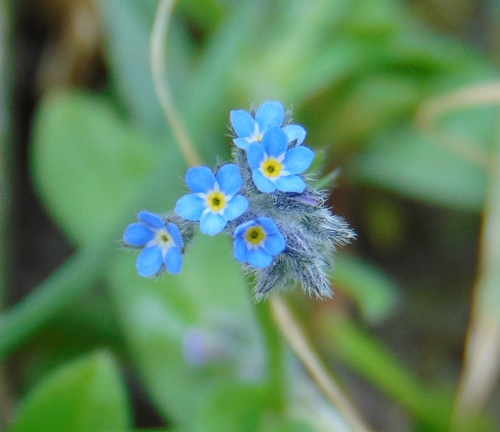 nezábudka roľná (Myosotis arvensis)