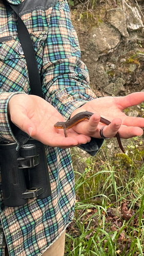 iNaturalist observation photo of Pacific Newts