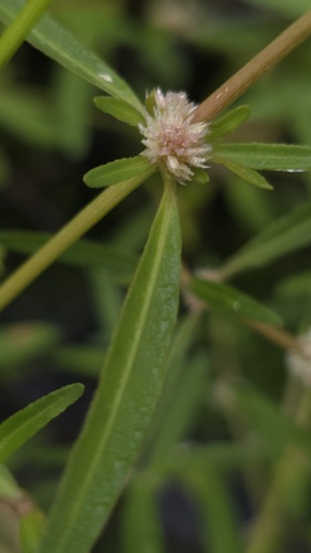 Lesser Joyweed (Alternanthera denticulata)