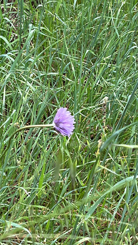 iNaturalist observation photo of Brodiaea subfamily