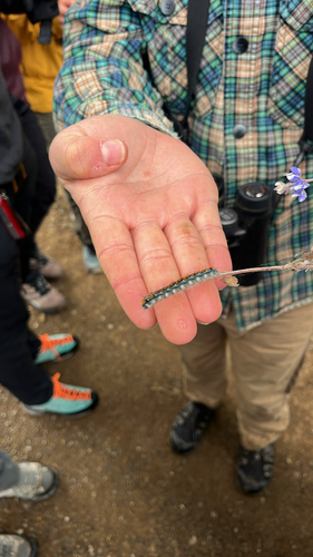 iNaturalist observation photo of Pacific Tent Caterpillar