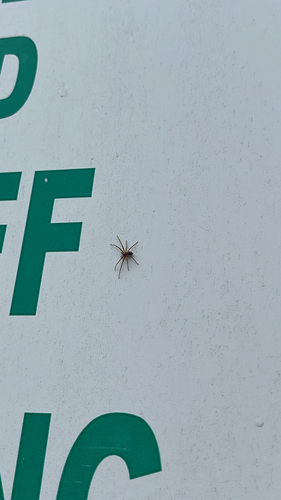 iNaturalist observation photo of Running Crab Spiders