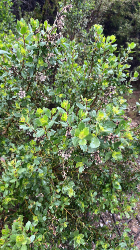 iNaturalist observation photo of coyote brush
