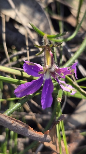Hairy Fan-flower (Scaevola ramosissima)