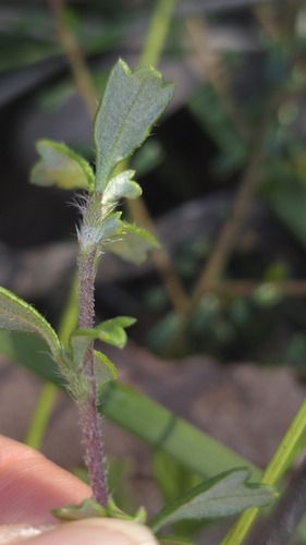 Rock Xanthosia (Xanthosia tridentata)