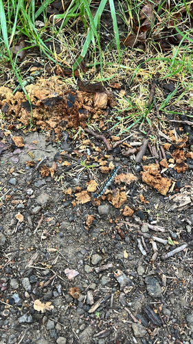 iNaturalist observation photo of Pacific Tent Caterpillar