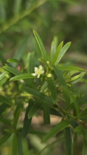 Denhamia silvestris (Denhamia silvestris)