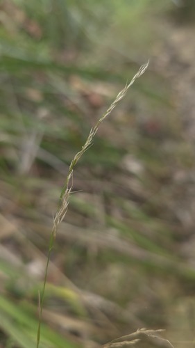 Purple Plume Grass (Dichelachne micrantha)