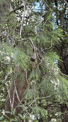 Forest sheoak (Allocasuarina torulosa)