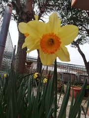 Narcisseae