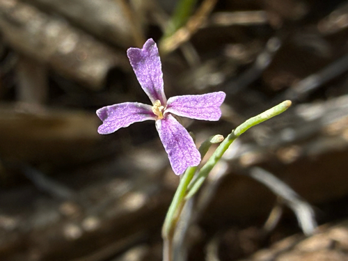 Hammitt's clay-cress (Sibaropsis hammittii)