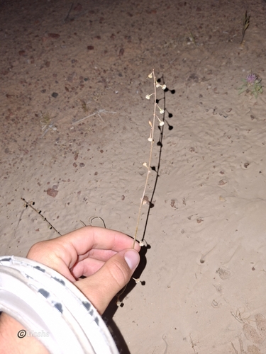 Asphodelus refractus
