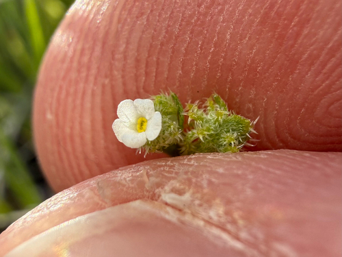 Palmer's grapplinghook (Harpagonella palmeri)