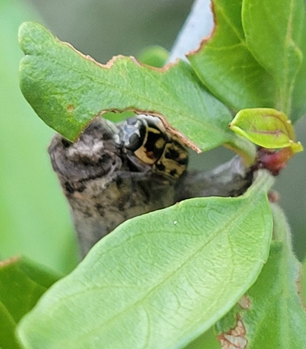 Pachybrachis subvittatus