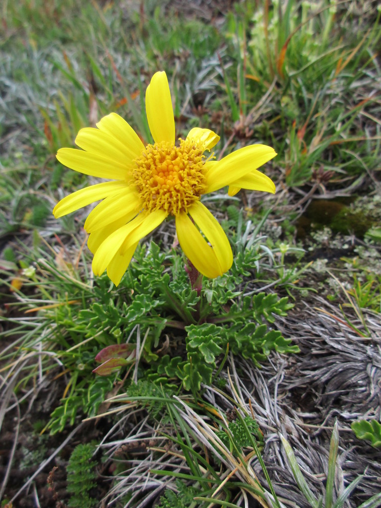 alpine groundsel