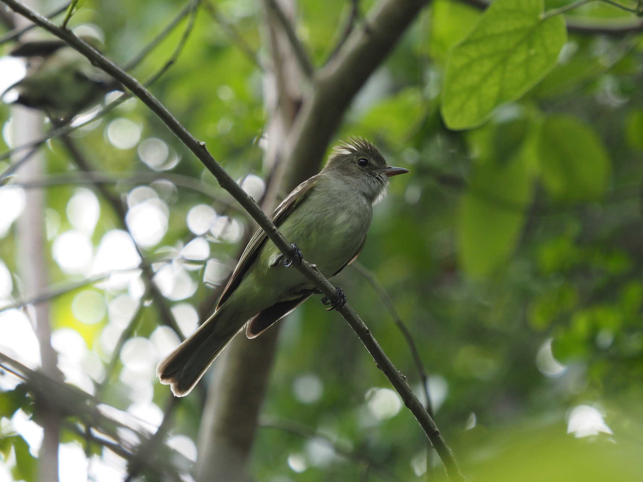 Caribbean Elaenia (Elaenia martinica), photo 7