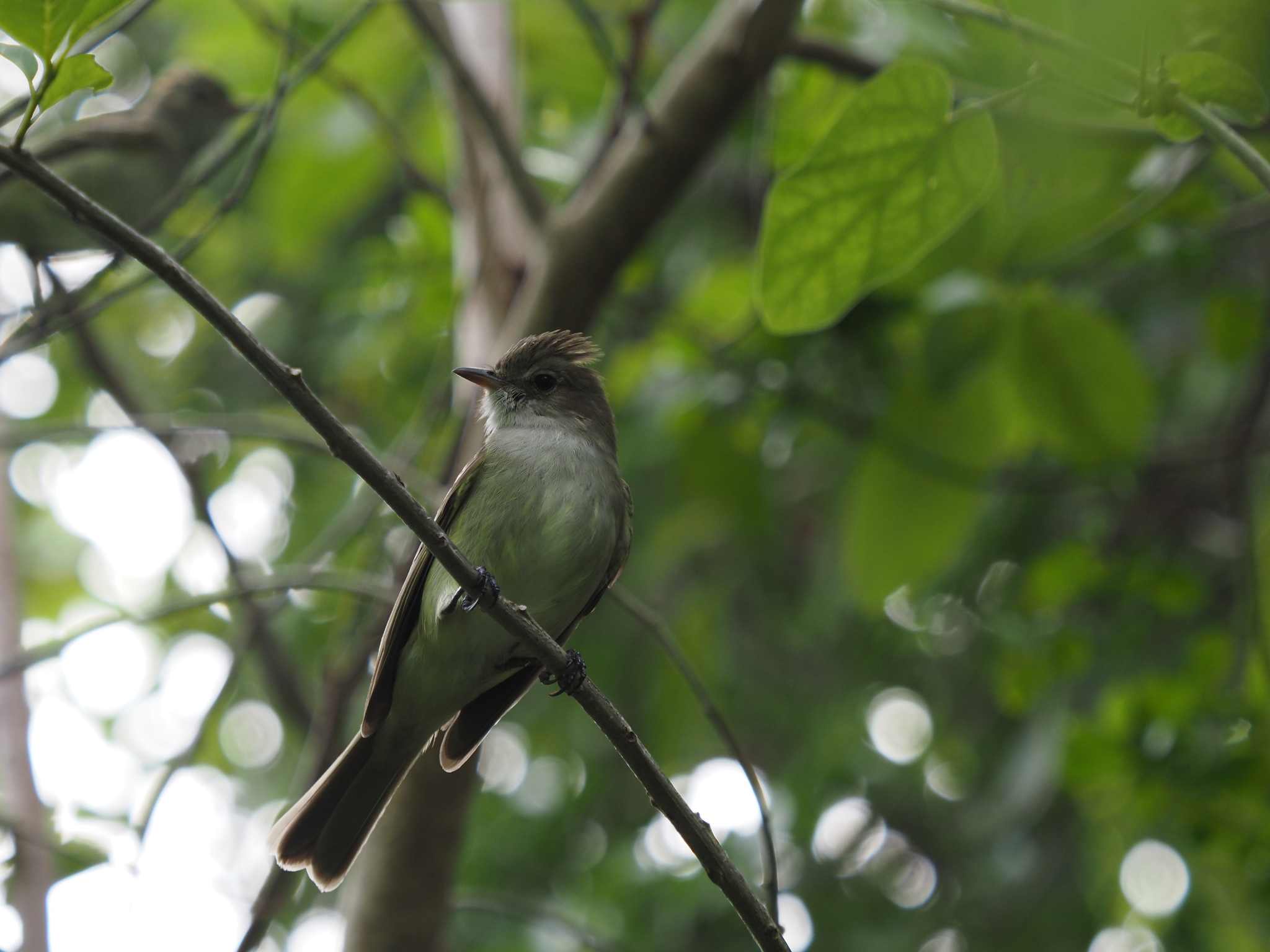 Caribbean Elaenia (Elaenia martinica), photo 6