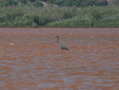 Ardea humbloti