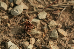 Luzula capitata