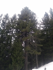 Pinus uncinata