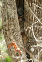 Lepilemur hubbardorum