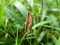 Caelifera