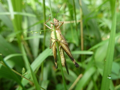 Caelifera