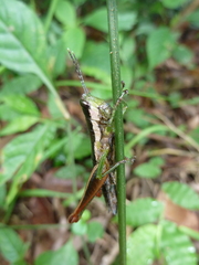 Caelifera