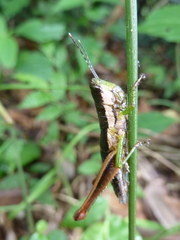 Caelifera