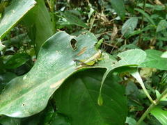 Caelifera