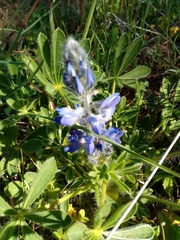 Lupinus micranthus
