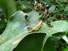 Caelifera