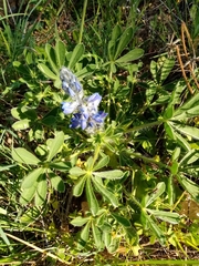 Lupinus micranthus