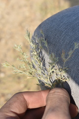 Ceratocarpus arenarius