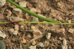 Luzula capitata